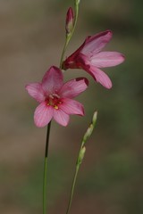 Tritonia disticha