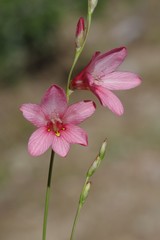Tritonia disticha