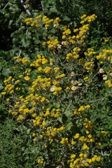 Helichrysum cooperi