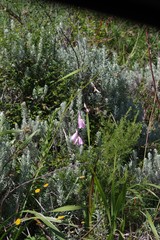Dierama pulcherrimum