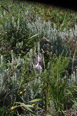 Dierama pulcherrimum