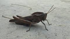 Xyleus