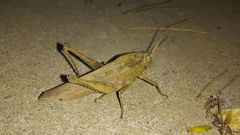 Xyleus