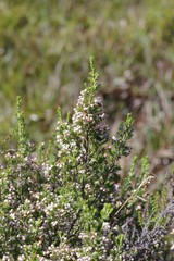 Erica brownleeae