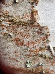 Trentepohlia umbrina