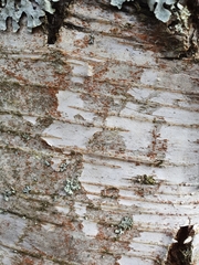 Trentepohlia umbrina