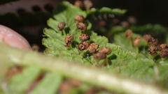 Dryopteris peranema