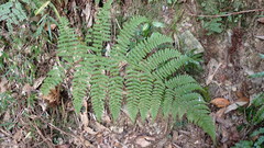 Dryopteris peranema