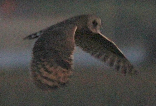 Marsh Owl (Asio capensis), photo 10