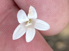 Prismatocarpus brevilobus