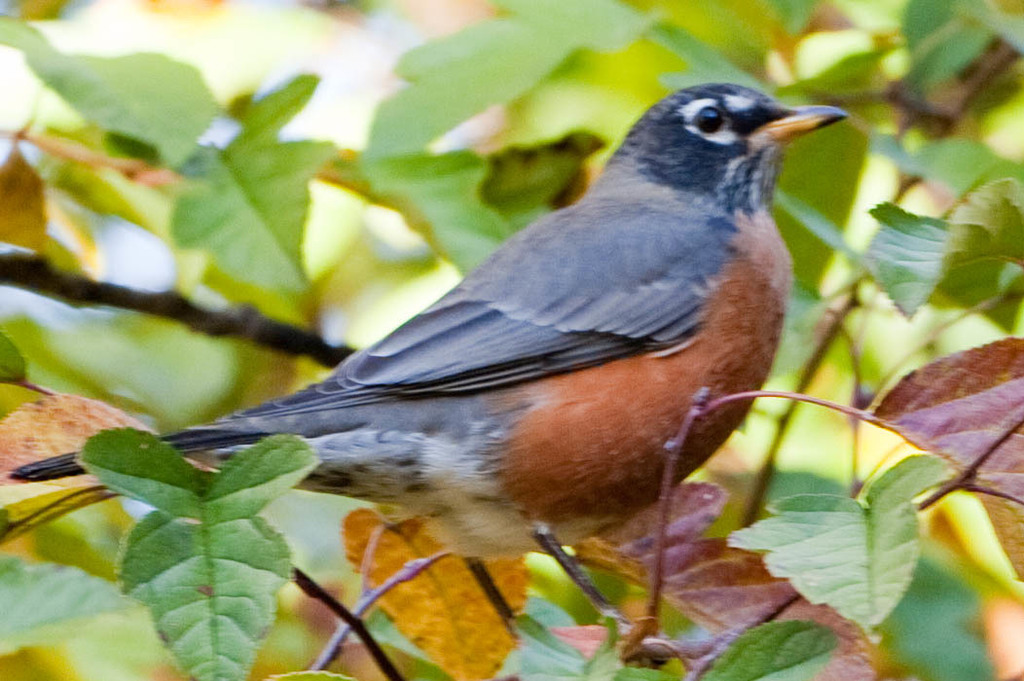 Robin, Migration, Diet & Habitat