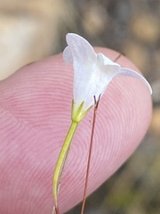 Prismatocarpus brevilobus