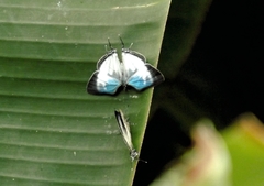 Laothus gibberosa