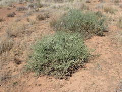 Mesembryanthemum junceum