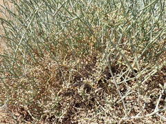 Mesembryanthemum junceum