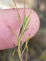 Prismatocarpus brevilobus