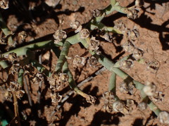 Mesembryanthemum junceum