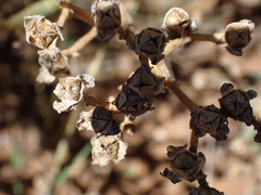 Mesembryanthemum junceum