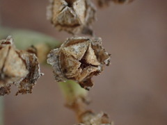 Mesembryanthemum junceum