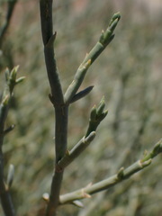 Mesembryanthemum junceum