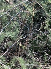 Asparagus nelsii