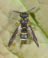 Parancistrocerus kuraruensis