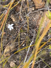 Prismatocarpus brevilobus