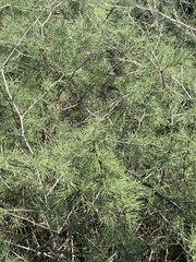 Asparagus nelsii