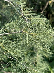 Asparagus nelsii
