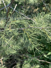 Asparagus nelsii