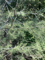 Asparagus nelsii
