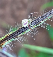 Misumenops rubrodecoratus
