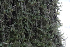 Plagiothecium laetum