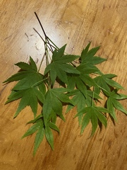 Acer palmatum