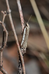 Philobota acropola
