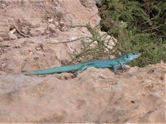 Podarcis pityusensis formenterae