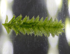 Plagiothecium laetum