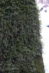 Plagiothecium laetum