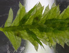 Plagiothecium laetum