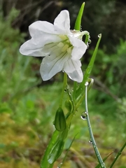 Gagea graeca