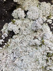 Lepraria normandinoides