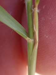 Eragrostis obtusa