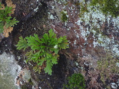 Selaginella tamariscina