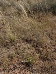 Aristida congesta congesta