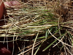 Aristida congesta congesta