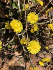 Tussilago farfara