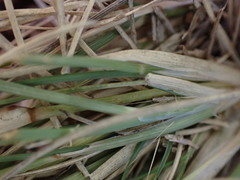 Aristida congesta congesta