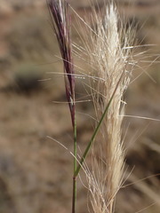 Aristida congesta congesta