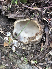 Sarcosphaera coronaria