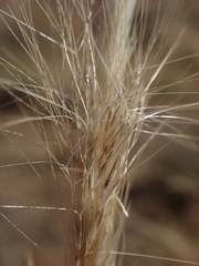 Aristida congesta congesta